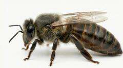 Matka pszczela Alpejka Matka pszczela Carnica Alpejka nieunasieniona