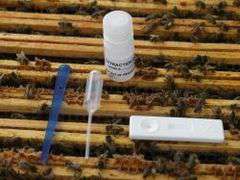 Test na zgnilca amerykańskiego AFB Test na zgnilca amerykańskiego AFB