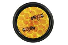 Nakrętka Fi82/6 czarna z dwiema pszczołami i plastrem 50 szt. - opakowanie Nakrętka Fi82/6 czarna z dwiema pszczołami i plastrem 50 szt. - opakowanie