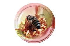 Nakrętka Pszczoła na różowym kwiatku FI82/6 Nakrętka Pszczoła na różowym kwiatku FI82/6