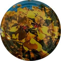 Nakrętka FI82/6 pszczoła na rzepaku - opakowanie 50szt Nakrętka FI82/6 pszczoła na rzepaku - opakowanie 50szt