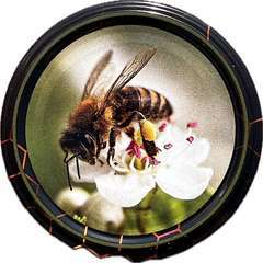 Nakrętka FI82 czarna pszczoła na białym kwiatku NEW karton 750 szt. Nakrętka FI82 czarna pszczoła na białym kwiatku NEW karton 750 szt.