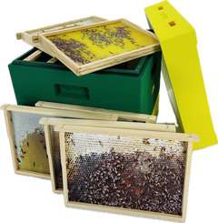 Ul edukacyjny na ramkę wielkopolską Ul edukacyjny na ramkę wielkopolską