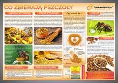 Tablica edukacyjna 60x42cm- CO ZBIERAJĄ PSZCZOŁY Tablica edukacyjna 60x42cm- CO ZBIERAJĄ PSZCZOŁY