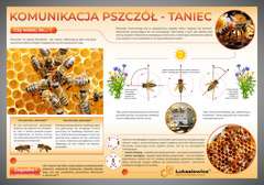Tablica edukacyjna 60x42cm KOMUNIKACJA PSZCZÓŁ-TANIEC Tablica edukacyjna 60x42cm KOMUNIKACJA PSZCZÓŁ-TANIEC