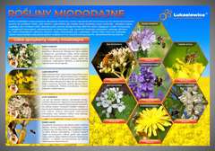 Tablica edukacyjna 60x42cm- ROŚLINY MIODODAJNE (wzór heksagony) Tablica edukacyjna 60x42cm- ROŚLINY MIODODAJNE (wzór heksagony)