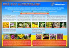 Tablica edukacyjna 60x42cm ROŚLINY MIODODAJNE Tablica edukacyjna 60x42cm ROŚLINY MIODODAJNE