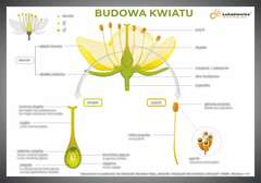 Tablica edukacyjna 60x42cm BUDOWA KWIATU Tablica edukacyjna 60x42cm BUDOWA KWIATU