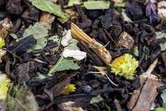 Herbata na oczyszczenie- Biesy, Czady i San 50g Herbata na oczyszczenie- Biesy, Czady i San 50g