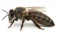 Matka pszczela Sklenar G10 Matka pszczela Carnica Sklenar G10 nieunasieniona