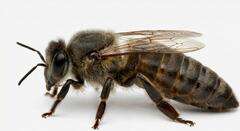 Matka pszczela AGT Matka pszczela Carnica AGT nieunasieniona