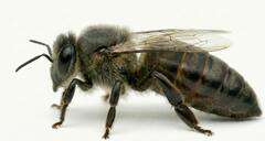 Matka pszczela Sudetka Matka pszczela Carnica Sudetka nieunasieniona