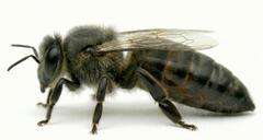 Matka pszczela Carnica Troysek Matka pszczela Carnica Troysek unasieniona