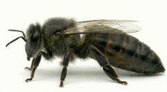 Matka pszczela Stefan Mandl Matka pszczela Carnica RoH unasieniona