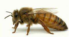 Matka pszczela Buckfast KB Matka pszczela Buckfast KB nieunasieniona