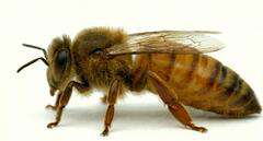 Matka pszczela Buckfast Anatolica Matka pszczela Buckfast Anatolica nieunasieniona