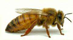 Matka pszczela Buckfast Elgon Matka pszczela Buckfast ELGON nieunasieniona