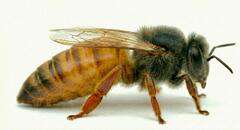 Matka pszczela Buckfast Meda Matka pszczela Buckfast MEDA nieunasieniona