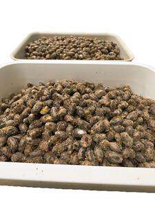 Kokony murarki ogrodowej, zestaw 100szt Kokony murarki ogrodowej, zestaw 100szt