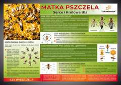 Tablica edukacyjna 602x42cm MATKA PSZCZELA Tablica edukacyjna 602x42cm MATKA PSZCZELA