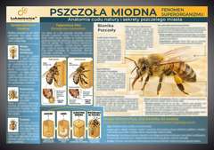 Tablica edukacyjna 60x42cm- PSZCZOŁA MIODNA Tablica edukacyjna 60x42cm- PSZCZOŁA MIODNA