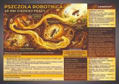 Tablica edukacyjna 60x42cm - ROBOTNICA Tablica edukacyjna 60x42cm - ROBOTNICA