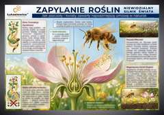 Tablica edukacyjna 60x42cm- ZAPYLANIE ROŚLIN Tablica edukacyjna 60x42cm- ZAPYLANIE ROŚLIN