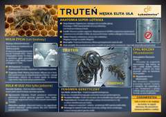 Tablica edukacyjna 60x42cm - TRUTEŃ Tablica edukacyjna 60x42cm - TRUTEŃ