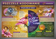 Tablica edukacyjna 60x42cm- PSZCZELE KODOWANIE Tablica edukacyjna 60x42cm- PSZCZELE KODOWANIE